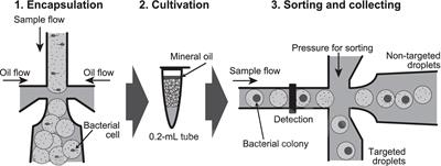 Clear zone formation in microdroplets for high-throughput screening for lactic acid bacteria